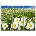 Картина Gallerix Chamomile field with large flowers in the foreground (500635)