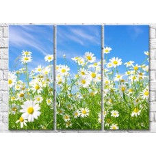 Картина Gallerix Chamomile flowers on a sky background (500636)