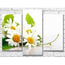 Картина Gallerix Chamomile bouquet on a white background (500637)