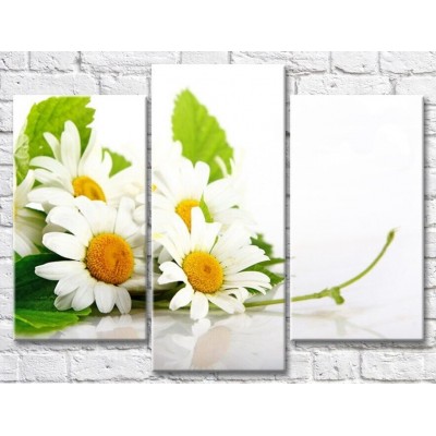 Картина Gallerix Chamomile bouquet on a white background (500637)