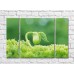 Картина Gallerix Sprout on a green background of plants (500639)