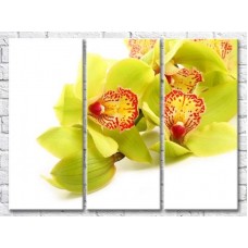 Картина Gallerix Light green orchid flowers on a white background (500642)