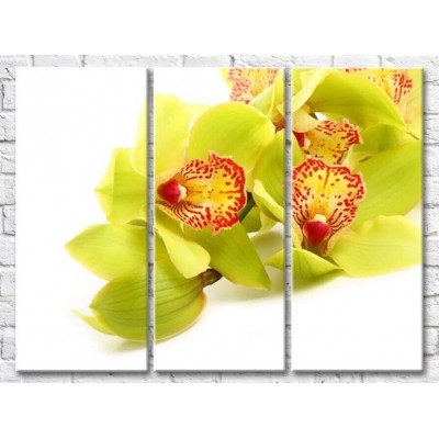 Pictură Gallerix Light green orchid flowers on a white background (500642)