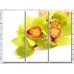 Pictură Gallerix Light green orchid flowers on a white background (500642)