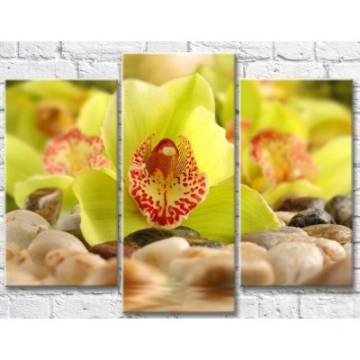 Картина Gallerix Light green orchid flowers on stones (500643)