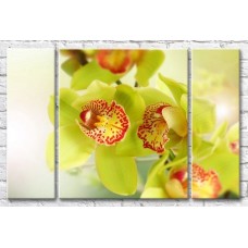 Картина Gallerix Light green orchid flowers with a variegated heart (500644)