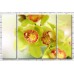 Картина Gallerix Light green orchid flowers with a variegated heart (500644)