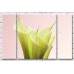 Картина Gallerix Light green calla lilies on a pink background (500646)