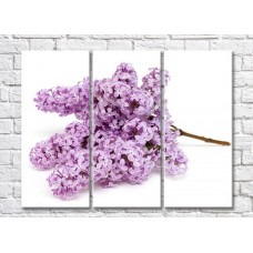 Картина Gallerix Lilac twig on a white background (500658)