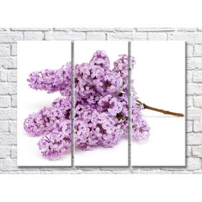 Картина Gallerix Lilac twig on a white background (500658)