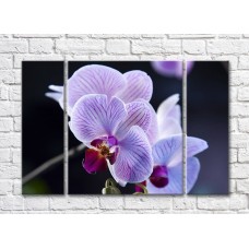 Картина Gallerix Lilac orchid on a dark background (500659)