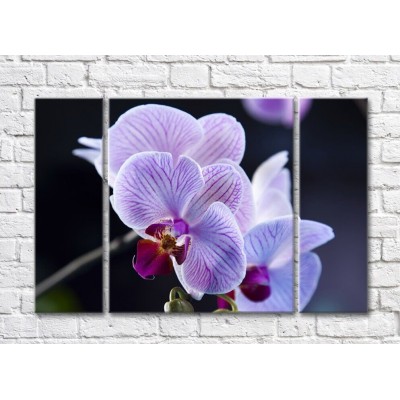 Картина Gallerix Lilac orchid on a dark background (500659)