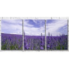 Картина Gallerix Lavender lavender field against the sky (500660)