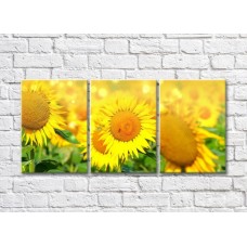 Pictură Gallerix Sunny triptych field with sunflowers (500669)