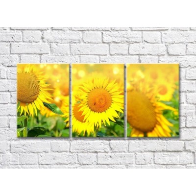 Pictură Gallerix Sunny triptych field with sunflowers (500669)