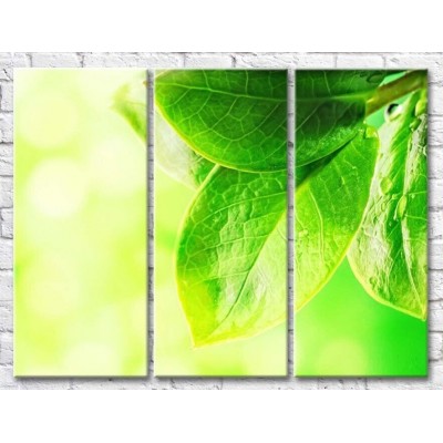 Картина Gallerix Large juicy leaves with dew drops (500670)