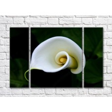 Pictură Gallerix Spiral white calla lily flower (500672)