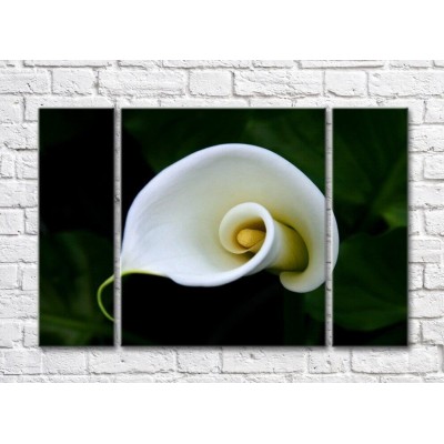 Pictură Gallerix Spiral white calla lily flower (500672)