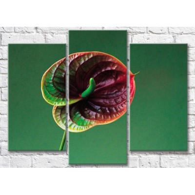 Картина Gallerix Dark calla flower on a green background (500674)