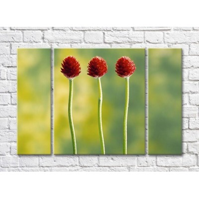 Pictură Gallerix Three burgundy flowers on a green background (500676)