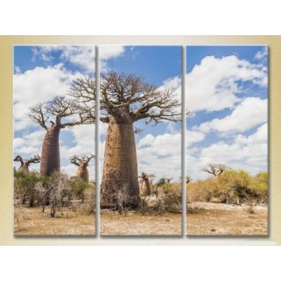 Pictură Gallerix Triptych of the Baobabs in the Savannah 01 (2181133)