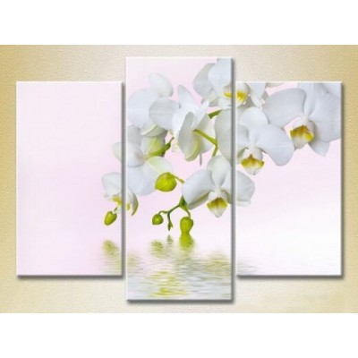 Pictură Gallerix Triptych White Orchid 01 (2699479)