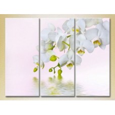 Pictură Gallerix Triptych White Orchid 02 (2699478)