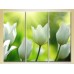 Pictură Gallerix Triptych White Tulips (2699533)