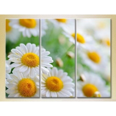 Pictură Gallerix Triptych Bouquet of daisies (2699536)