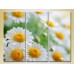 Pictură Gallerix Triptych Bouquet of daisies (2699536)