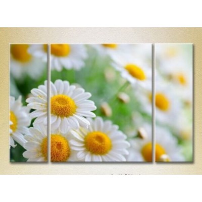 Pictură Gallerix Triptych Bouquet of daisies 01 (2699528)