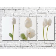 Pictură Gallerix Triptych of white tulips (500686)