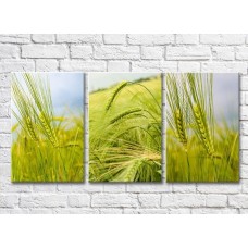 Pictură Gallerix Triptych of green ears of wheat (500694)