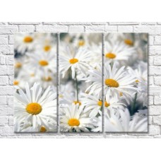 Картина Gallerix Triptych of daisies (500712)