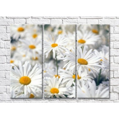 Картина Gallerix Triptych of daisies (500712)