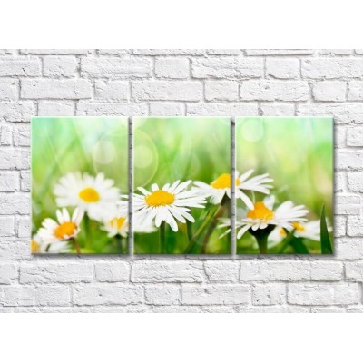 Картина Gallerix Triptych of daisies on a green background (500711)