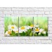 Картина Gallerix Triptych of daisies on a green background (500711)