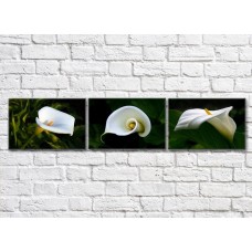 Картина Gallerix Triptych of white calla flowers (500718)