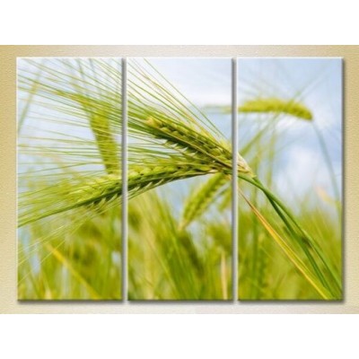 Pictură Gallerix Triptych Wheat Ears (2699511)