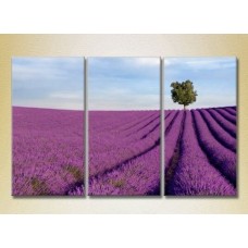 Pictură Gallerix Triptych Lavender Field 01 (2181141)