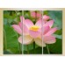 Pictură Gallerix Triptych Lotus pink 01 (2699501)