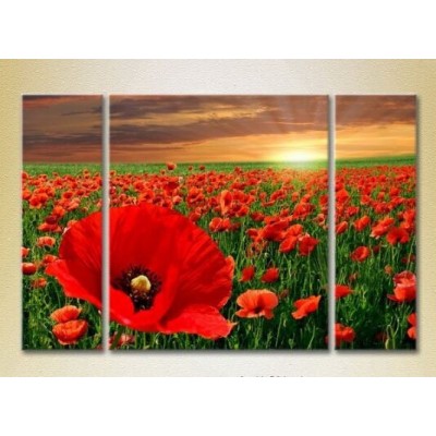 Pictură Gallerix Triptych Poppy Field (2699497)