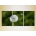 Pictură Gallerix Triptych Dandelion (2699553)