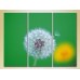 Pictură Gallerix Triptych Dandelion on a green background (2699491)