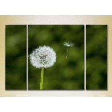 Pictură Gallerix Triptych Dandelion 02 (2699549)