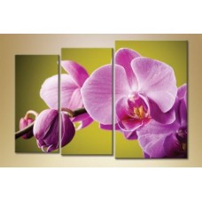 Pictură Gallerix Triptych Orchids 3 (1612525)