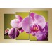 Картина Gallerix Triptych Orchids 3 (1612525)