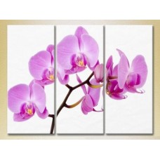 Pictură Gallerix Triptych Orchids lilac (2699486)