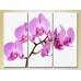 Pictură Gallerix Triptych Orchids lilac (2699486)