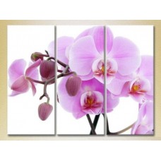 Pictură Gallerix Triptych Orchids lilac with buds (2699484)